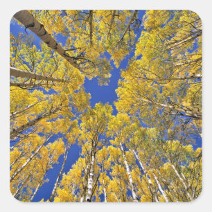 VS, Colorado, Aspen gebied. Espenbos in de herfst Vierkante Sticker