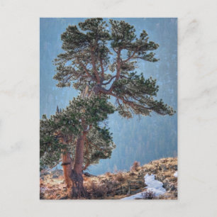 VS, Colorado, Boom in Estes Park Briefkaart