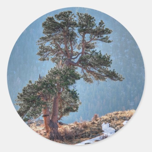 VS, Colorado, Boom in Estes Park Ronde Sticker (Voorkant)