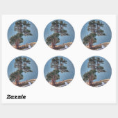 VS, Colorado, Boom in Estes Park Ronde Sticker (Vel)