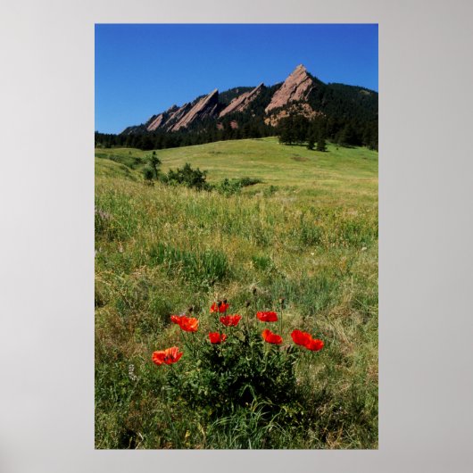 VS, Colorado, Boulder. Flatirons en klaprozen Poster (Voorkant)