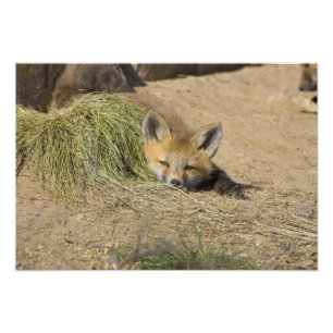 VS, Colorado, Breckenridge. Alert rode vos Foto Afdruk