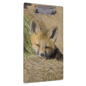 VS, Colorado, Breckenridge. Alert rode vos Klembord (Rechts)