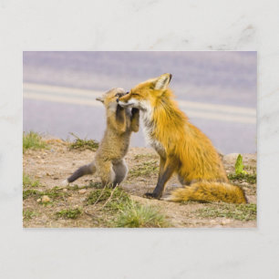 VS, Colorado, Breckenridge. Rood fox moeder 2 Briefkaart