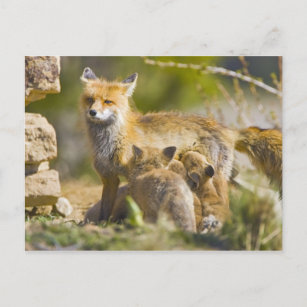 VS, Colorado, Breckenridge. Rood fox moeder 3 Briefkaart