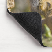 VS, Colorado, Breckenridge. Rood fox moeder 3 Muismat (Hoek)