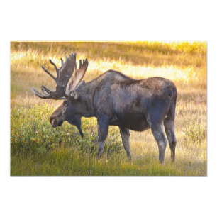 VS, Colorado, Cameron Pass. Eland Foto Afdruk