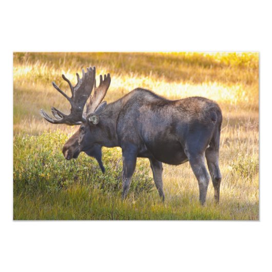 VS, Colorado, Cameron Pass. Eland Foto Afdruk (Voorkant)