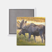 VS, Colorado, Cameron Pass. Eland Magneet (Voorkant / Achterkant)