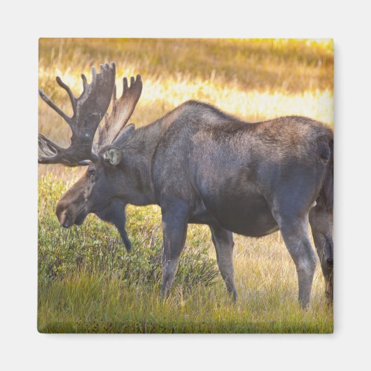 VS, Colorado, Cameron Pass. Eland Magneet (Voorkant)