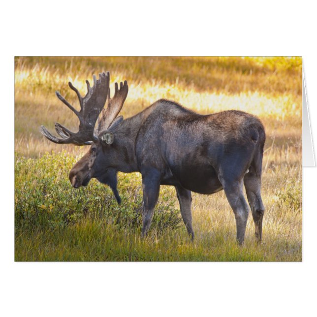 VS, Colorado, Cameron Pass. Eland mannetjeseland (Voorkant Horizontaal)