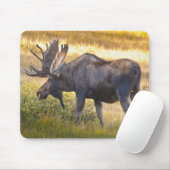 VS, Colorado, Cameron Pass. Eland mannetjeseland Muismat (Met muis)