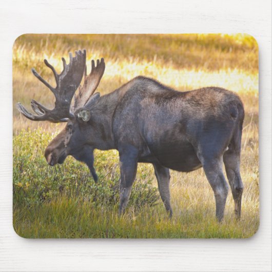 VS, Colorado, Cameron Pass. Eland mannetjeseland Muismat (Voorkant)