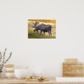 VS, Colorado, Cameron Pass. Eland Poster (Keuken)