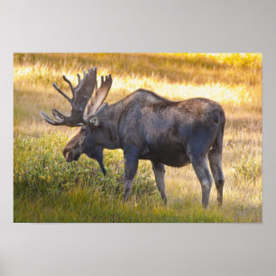VS, Colorado, Cameron Pass. Eland Poster