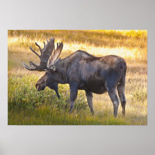VS, Colorado, Cameron Pass. Eland Poster (Voorkant)