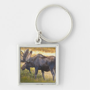 VS, Colorado, Cameron Pass. Stier eland Sleutelhanger