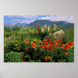 VS, Colorado, Crested Butte. Klaprozen en lupine Poster