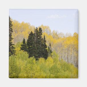 VS, Colorado, Gunnison National Forest, langs 2 Magneet