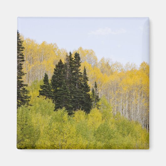 VS, Colorado, Gunnison National Forest, langs 2 Magneet (Voorkant)
