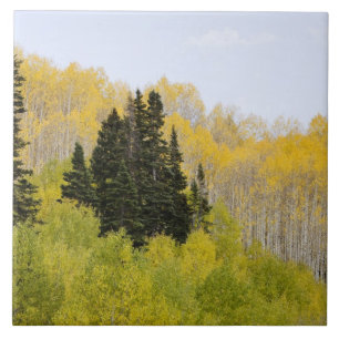VS, Colorado, Gunnison National Forest, langs 2 Tegeltje