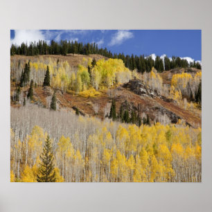 VS, Colorado, Gunnison National Forest, langs Poster