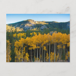 VS, Colorado. Helder gele esp in Rocky Mountains Briefkaart