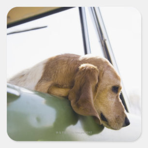 VS, Colorado, hond die door het raam kijkt Vierkante Sticker