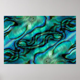 VS, Colorado, Lafayette. Abalone shell montage Poster