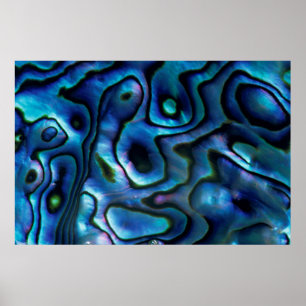 VS, Colorado, Lafayette. Abalone shell Poster