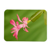VS, Colorado, Lafayette. Kerstcactus Magneet (Horizontaal)