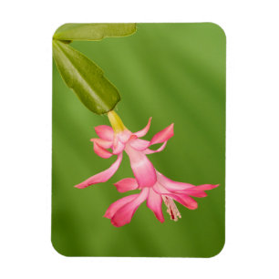 VS, Colorado, Lafayette. Kerstcactus Magneet