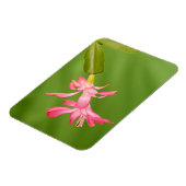 VS, Colorado, Lafayette. Kerstcactus Magneet (Linkerzijde)