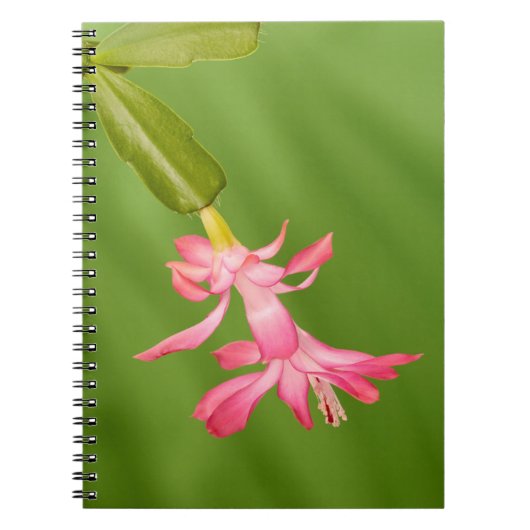 VS, Colorado, Lafayette. Kerstcactus Notitieboek (Voorkant)