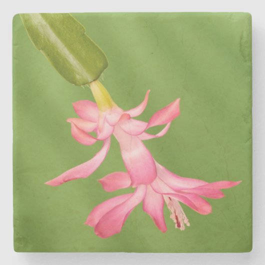 VS, Colorado, Lafayette. Kerstcactus Stenen Onderzetter (Voorkant)