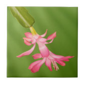 VS, Colorado, Lafayette. Kerstcactus Tegeltje (Voorkant)