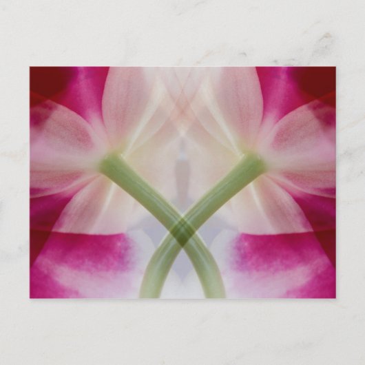 VS, Colorado, Lafayette. Orchidee Briefkaart (Voorkant)