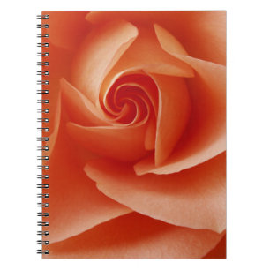 VS, Colorado, Lafayette. Perzikroos close-up Notitieboek