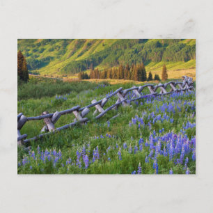 VS, Colorado. Lupinen en hek met gespleten rails Briefkaart