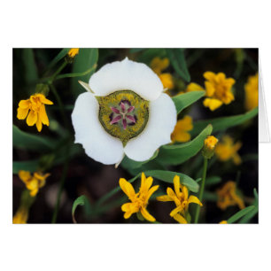 VS, Colorado. Mariposa tulip