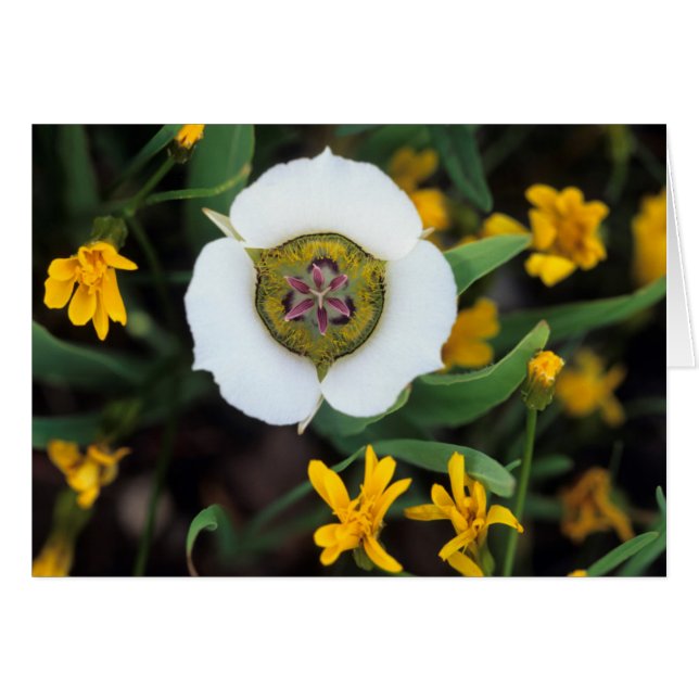 VS, Colorado. Mariposa tulip (Voorkant Horizontaal)
