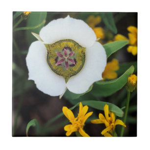VS, Colorado. Mariposa-tulp Tegeltje