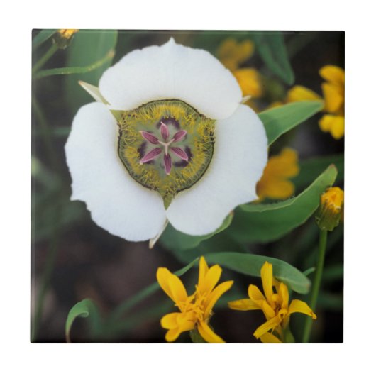 VS, Colorado. Mariposa-tulp Tegeltje (Voorkant)