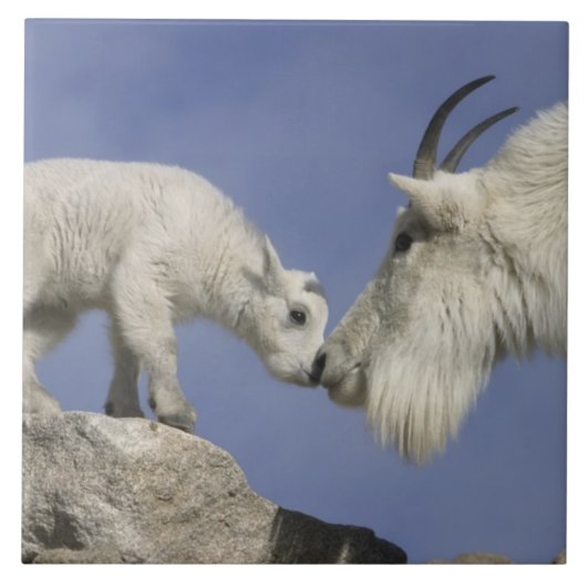 VS, Colorado, Mount Evans. Moeder van berggeit Tegeltje (Voorkant)
