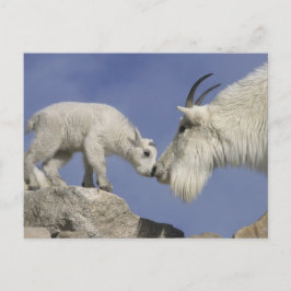 VS, Colorado, Mount Evans. Moeder van de berggeit Briefkaart