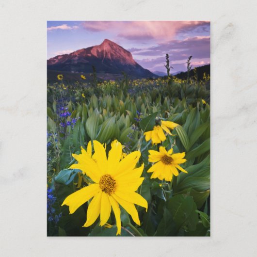VS, Colorado, Mt. Crested Butte Briefkaart (Voorkant)