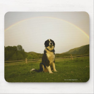 VS, Colorado, New Castle Muismat