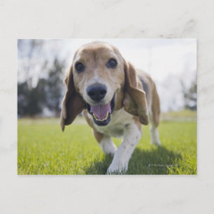 VS, Colorado, nieuwsgierige hond die naar de VS lo Briefkaart