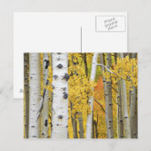 VS, Colorado, Rocky Mountains. Intiem aspen Briefkaart (Voorkant / Achterkant)