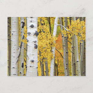 VS, Colorado, Rocky Mountains. Intiem aspen Briefkaart